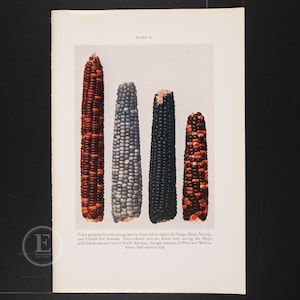 May include: Five ears of corn with different color patterns. The corn ears are arranged vertically from left to right. The colors are red, blue, black, and red and black. The text below the corn ears reads "Color patterns in corn ears grown by (from left to right) the Osage, Hopi, Navajo, and Uintah Ute Indians. Clay-colored ears are found only among the Hopi solid black ears are rare in North America, though common in Peru and Bolivia. About half natural size."