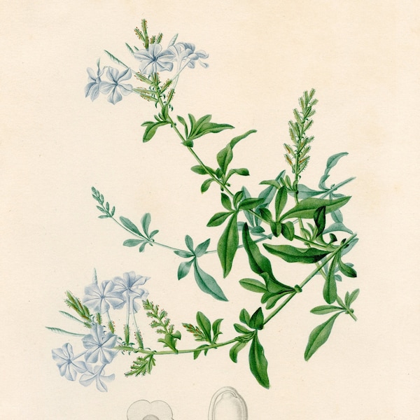 Blue Plumbago, cape leadwort wild garden - Dictionnaire Universel d'histoire Naturelle by Charles d'Orbigny 1849 - Original - HAND COLORED!