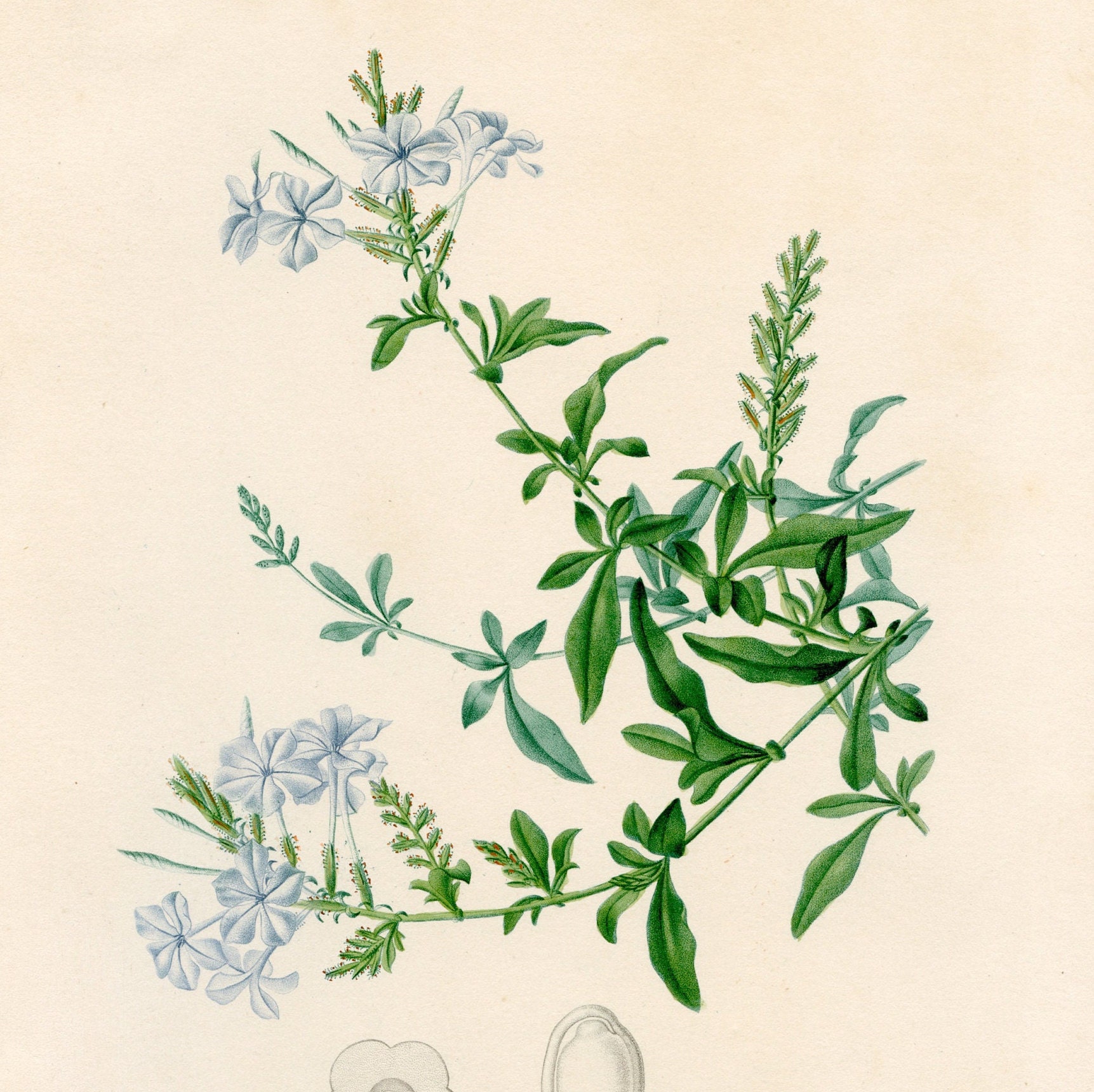 ルドゥーテ プルンバゴ「Plumbago caerulea」　額縁絵 ルドゥーテ プルンバゴ「Plumbago caerulea」 額縁絵 Pierre