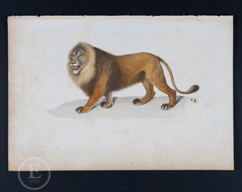 LION / Authentic steel engraving from Oeuvres Completes de Buffon 1837 - Hand colored and very rare!