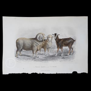 1853 Merino Sheep and Goat - Hand-Colored Steel Engraving with Gum Arabic Finish from Ouvres de Buffon - Scarce!