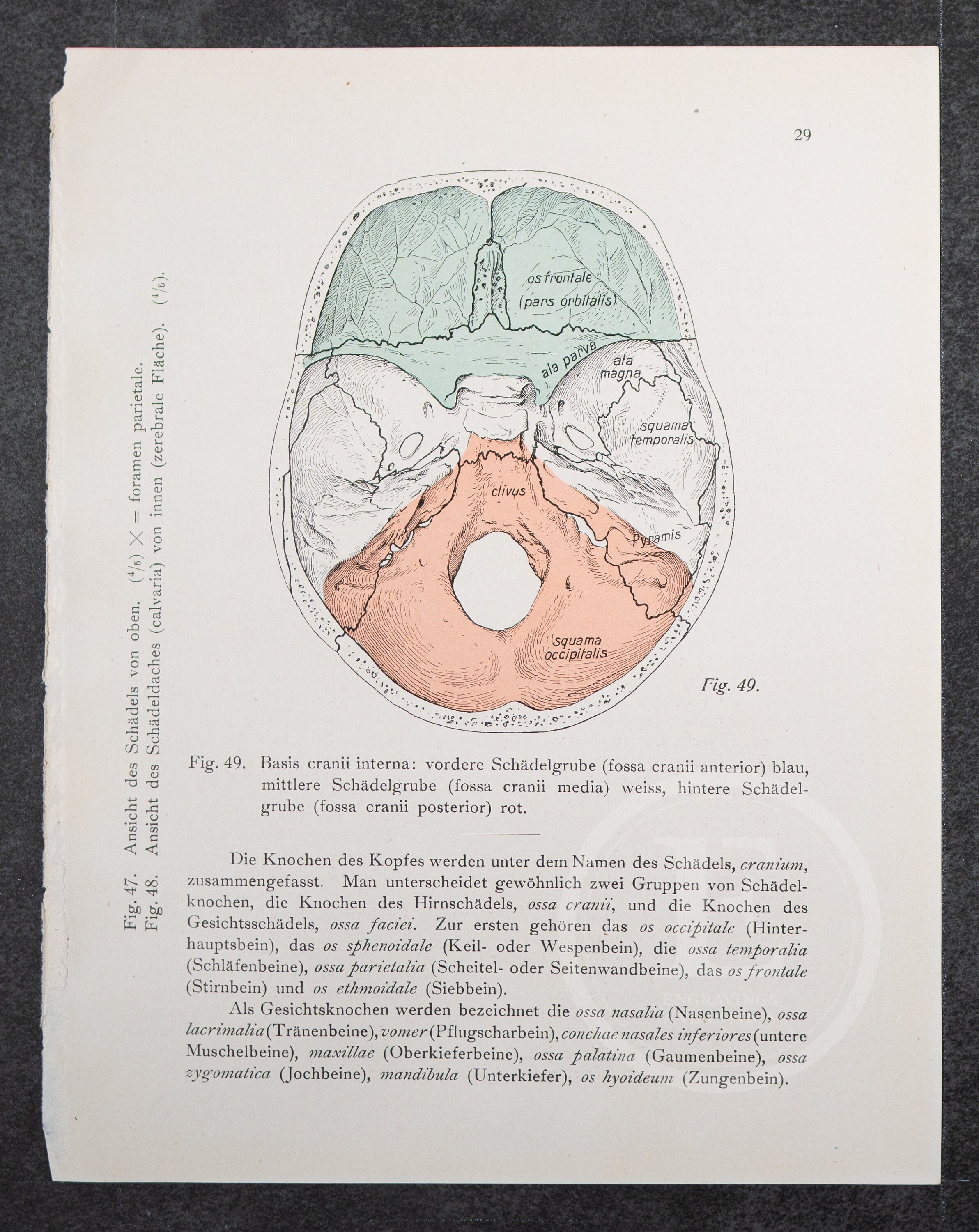 Cranial Fossas Anterior Middle and Posterior / Human Etsy