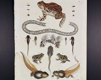 Frogs and tadpoles in the various stages of their development - Extremely rare, hand-colored from "Book of the World - 1844" by Carl Hoffman