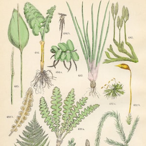 Lake quillwort,  water-moss, adder, moonwort, horsetail, rustyback,  maidenhair fern original plate from &quot;Pflanzen-Atlas - Carl Hofman 1883