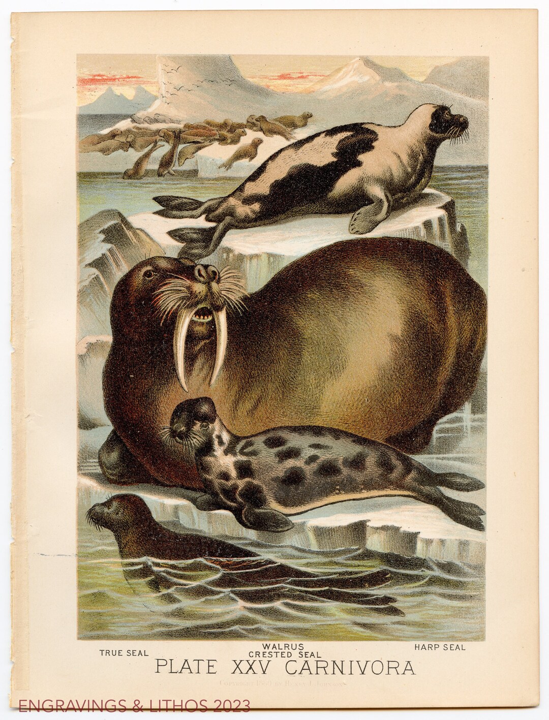 Seal Walrus Crested Seal Harp Seal Original Litho From - Etsy