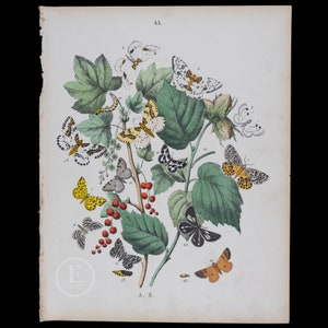 Dendrometridae Moths - Very rare plate from 1882 of European Butterflies and Moths - HAND COLORED original lithograph
