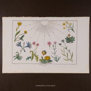 May include: A vintage botanical print featuring a sundial design with radiating lines and Roman numerals. The print showcases various colorful flowers, including yellow, blue, and pink blooms, with the text "Horloge de Flore" and "ENGRAVINGS & LITHOS 2025".