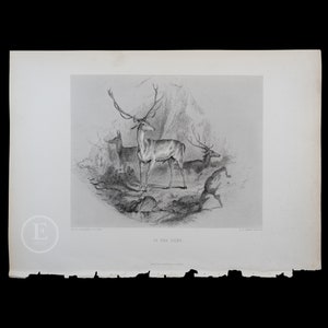 1877  DEERS / In the Glen  - Original Steel Engraving by Sir Edwin Landseer - London / Stunning piece!