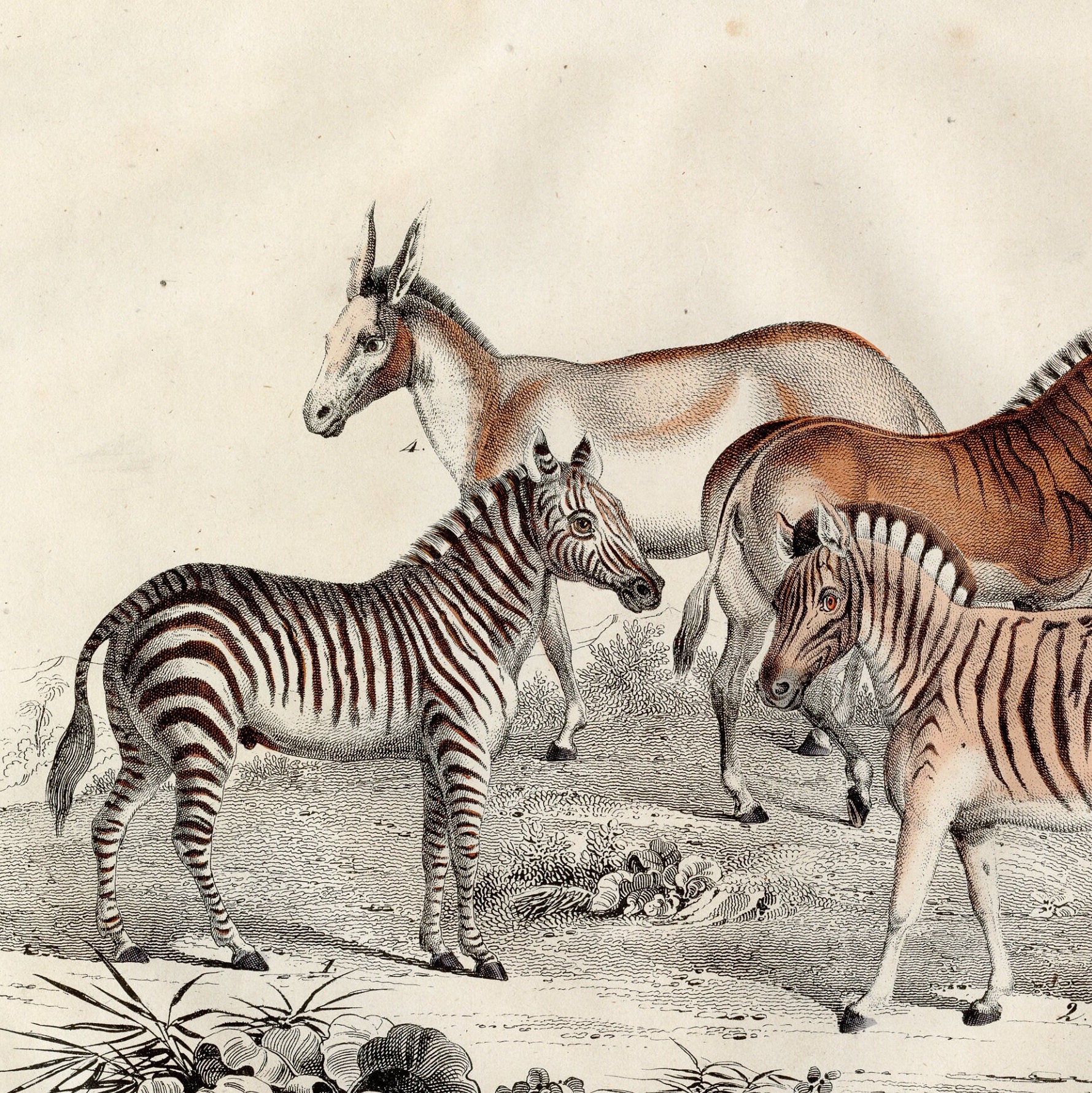 絵　シマウマ 1844年の野生馬：シマウマ、オナガー、クアッガ（絶滅した