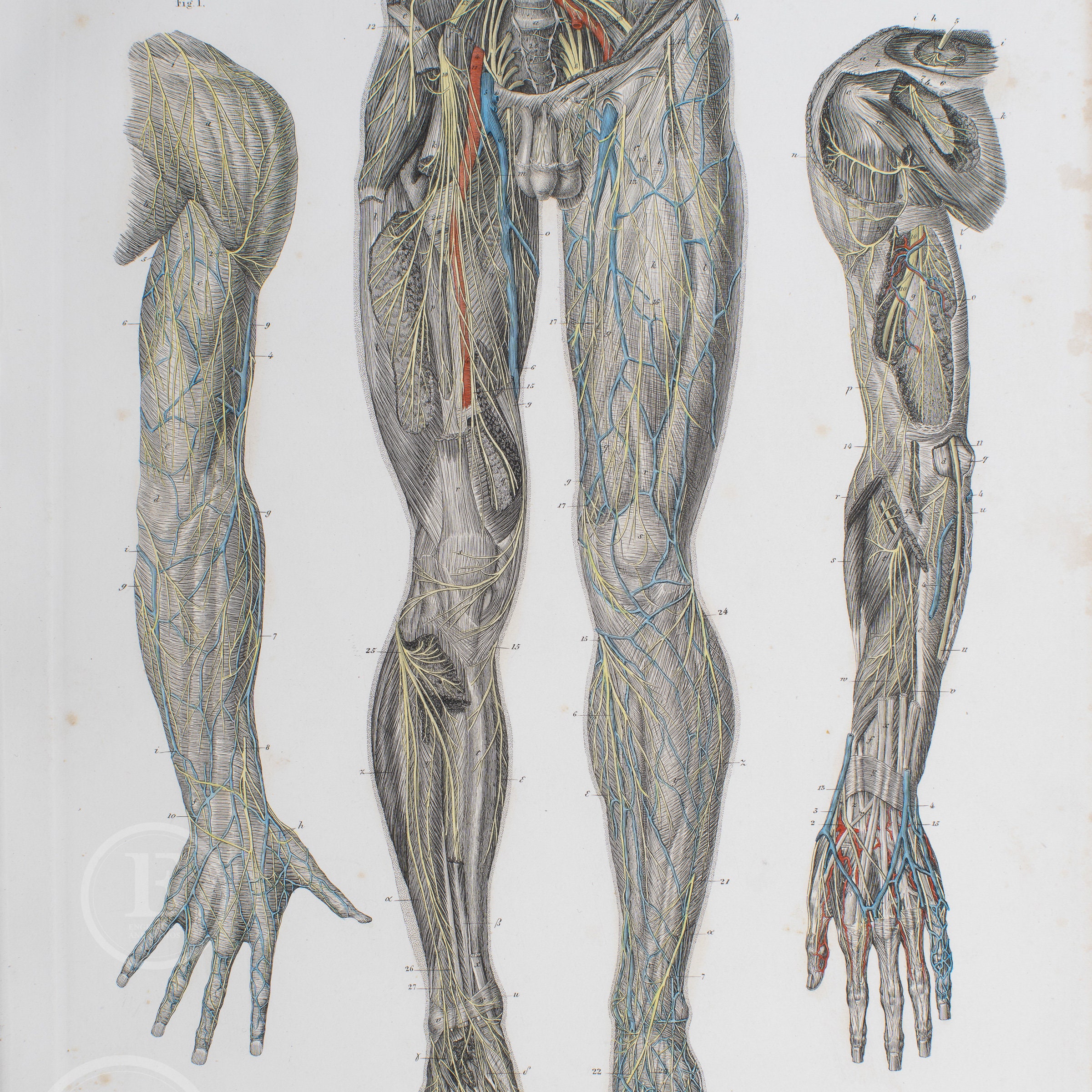 1860 Nerves of the Upper and Lower Limbs – Hand-colored Steel Engraving ...