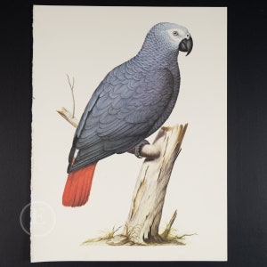 1970 AFRICAN GREY PARROT - Vintage lithograph Ornithology Print of Larousse Animals - Buy 1 get 1 free from this collection!