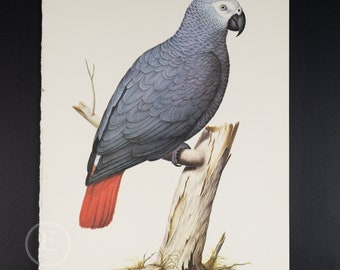 1970 AFRICAN GREY PARROT - Vintage lithograph Ornithology Print of Larousse Animals - Buy 1 get 1 free from this collection!
