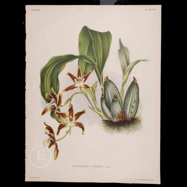 Zygopetalum Orchid - Antique authentic lithograph by Jean Linden, Belgium 1892, coming from Iconographie des Orchidees - Stunning!