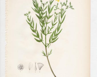 Hieracium Kalmii - IMPRESIÓN ORIGINAL del libro "Flora del Estado de Nueva York" 1843