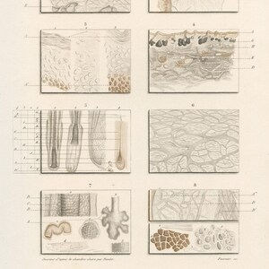 1849 Hand drawing of human skin structure - Dictionnaire Universel by Charles d'Orbigny  - Original steel engraving - HAND COLORED!