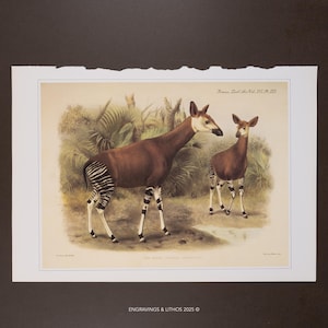 May include: A vintage-style lithograph print featuring two okapis standing in a lush, green forest setting. The animals have reddish-brown bodies with black and white striped legs. The text "Trans. Zool. Soc. Vol. XVI. Pl. III." appears at the top right.