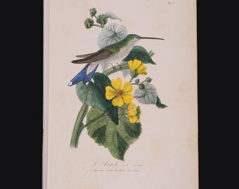 Kolibri - Schwer zu finden "Histoire Naturelle des Oiseaux" Le Maout 1853HAND FARBIG!"