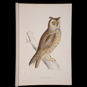 LONG-EARED OWL  - British Birds - Original colored engraving 1856, ornithology authentic plate!