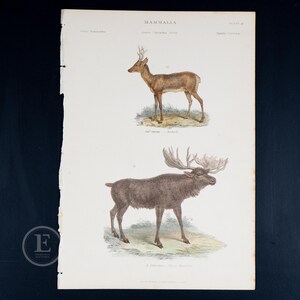 1859 MAMMALS:  Roebuck, Elk or Moose Deer - Hard to find &quot;The Museum of Natural History&quot;  HAND COLORED!