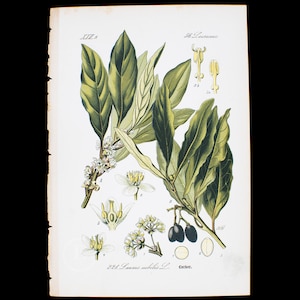 1886 LORBEER - Selten / Original aus Flora von Deutschland, Österreich und der Schweiz - Selten!
