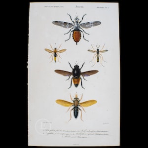Wasps Hornet Flyes - Dictionnaire Universel d'histoire by Charles d'Orbigny 1849 - Original engraving HAND COLORED!