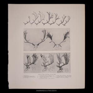 Peut inclure: Une estampe vintage présentant des illustrations détaillées de différents types de bois et de crânes de daims britanniques. Les dessins en noir et blanc sont légendés avec des numéros et du texte.