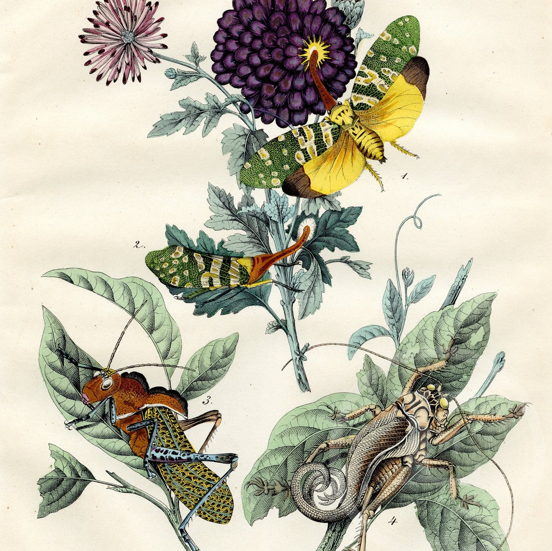 Foreign Insects: Fulgora Beetle Locust Rare Plate 1854 - Etsy