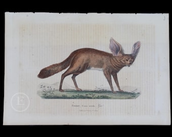 1840 FENNEC FOX - Handgekleurde staalgravure met Arabische gomafwerking van Complements de Buffon par P. Lesson