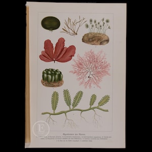 1916  FORMS of ALGAE  - Original Chromolithography from a German botanical book - Scarce!