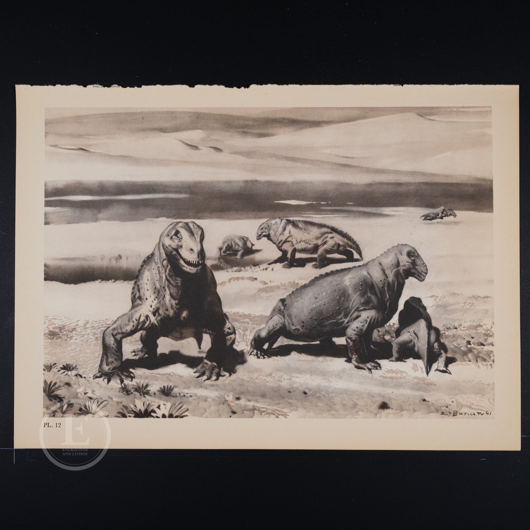 Moschops: Extinct Therapids from Guadalupian Epoch - Original Vintage Lithograph print of Extinct Prehistoric Animals from 1960.