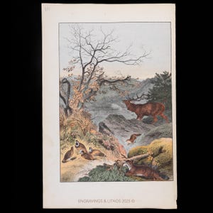 Reserved x Linda 1876 Siberian Landscape: Red Deer, Fox, Wood Grouses, Weasel  - hand-colored plate - Natural History French - Schreiber