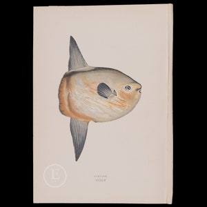 The Sunfish Mola Mola - Lithograph 1884, London for &quot;History of the Fishes of the British Islands&quot; by Jonathan Couch