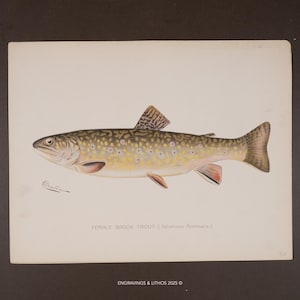 以下が含まれることがあります： Salvelinus fontinalis（カワマス）のメスを描いたヴィンテージ風のプリント。オリーブグリーンの体に黄色と赤の斑点がある魚が横向きに描かれています。Dentonの署名とFEMALE BROOK TROUTという文字が記されています。