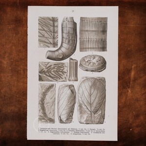 Può includere: Un'illustrazione scientifica vintage di piante fossili. L'immagine mostra varie parti di piante, tra cui steli, foglie e rami. L'illustrazione è in bianco e nero e ha uno stile dettagliato e intricato.
