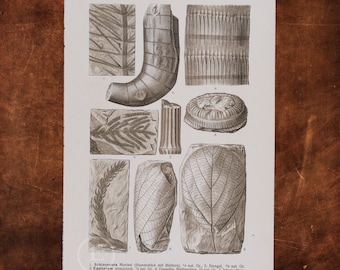 ANCIENT PLANTS: Sand Horsetail, Cupressites, Voltzia, Crednrias    - Original Lithography of Fossils ca 1910