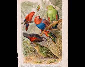 PARROTS: Geelvink, Red Lori, Elder, Great Noble, Papuan PARROTS: Geelvink, Red Lori, Elder, Great Noble, Papuan