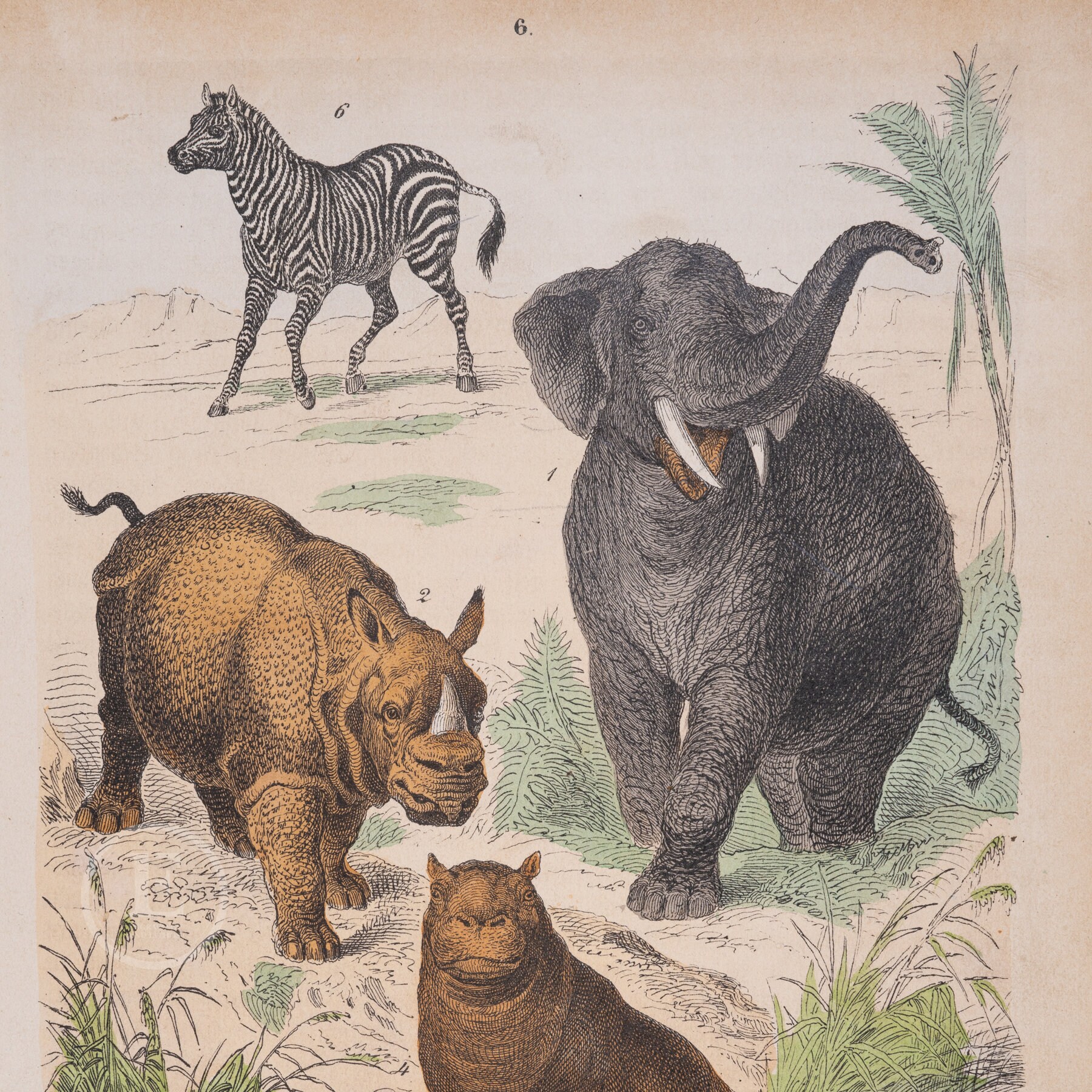 1871 Zebra, Indian Elephant, Rhinoceros, Hippopotamus