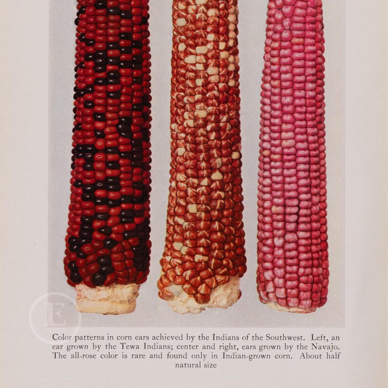 Color Patterns in Corn Ears Achieved by the Indians - Original Color ...