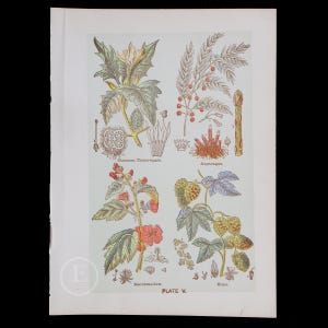 1901 ROŚLINY LECZNICZE - Interaktywna anatomia człowieka - Oryginalna litografia ze starej książki medycznej - rzadka autentyczna płyta! "odbitka klapowa"
