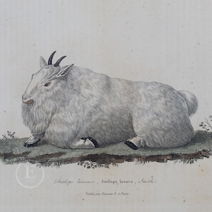 1840  ROCKY MOUNTAIN GOAT - Hand-Colored Steel Engraving with Gum Arabic Finish from Complements de Buffon par P. Lesson