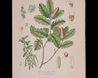 1887 GALEIKEN (Quercus Lusitanica) – Antieke botanische prent van Kohler's geneeskrachtige planten