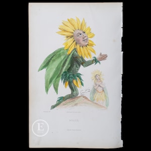 1867年 ひまわり – ル・トゥルヌソル / J.J.グランヴィル作「Les Fleurs Animees」の手彩色プレート – 植物の花の壁装飾!