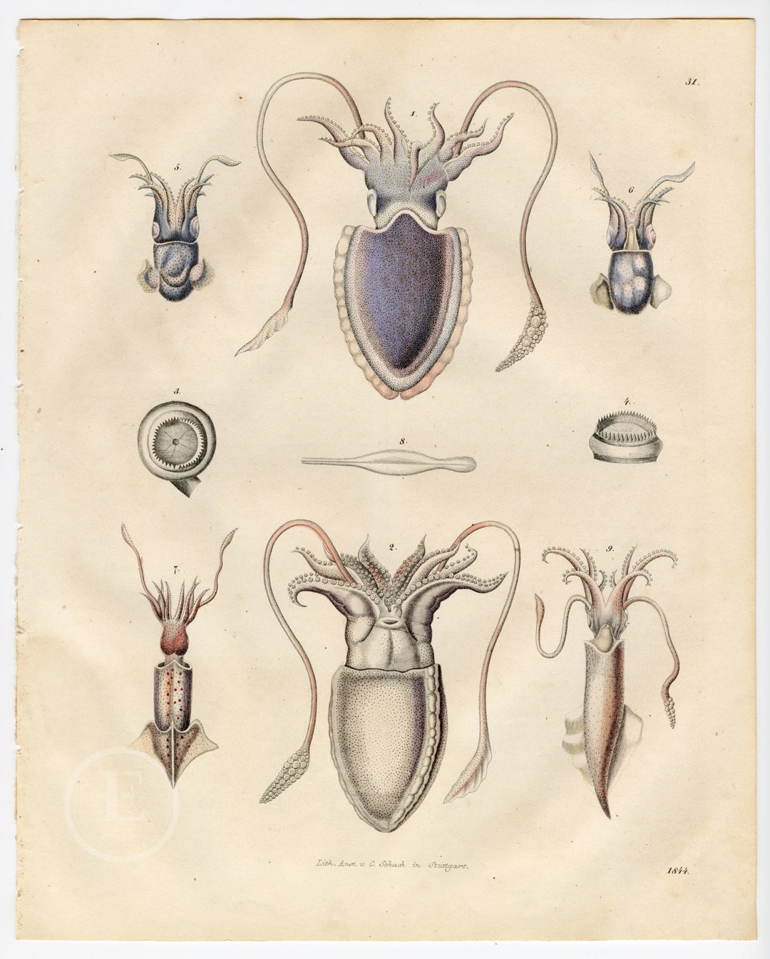 1844 Ink Fish: Including the Common Ink Snail, Small Cuttlefish ...