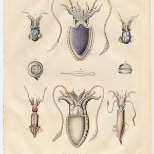 Könnte beinhalten: Eine Vintage-Illustration eines Kalmars, die verschiedene Ansichten des Lebewesens zeigt. Der Kalmar ist in Grautönen, Braun und Rosa dargestellt, mit aufwendigen Details seiner Tentakel und seines Körpers. Die Illustration ist mit Zahlen und dem Text "Lith. Anst. v. L. C. Strad. in Prag. 1833." beschriftet.