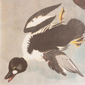 Great Auk Antique - Etsy