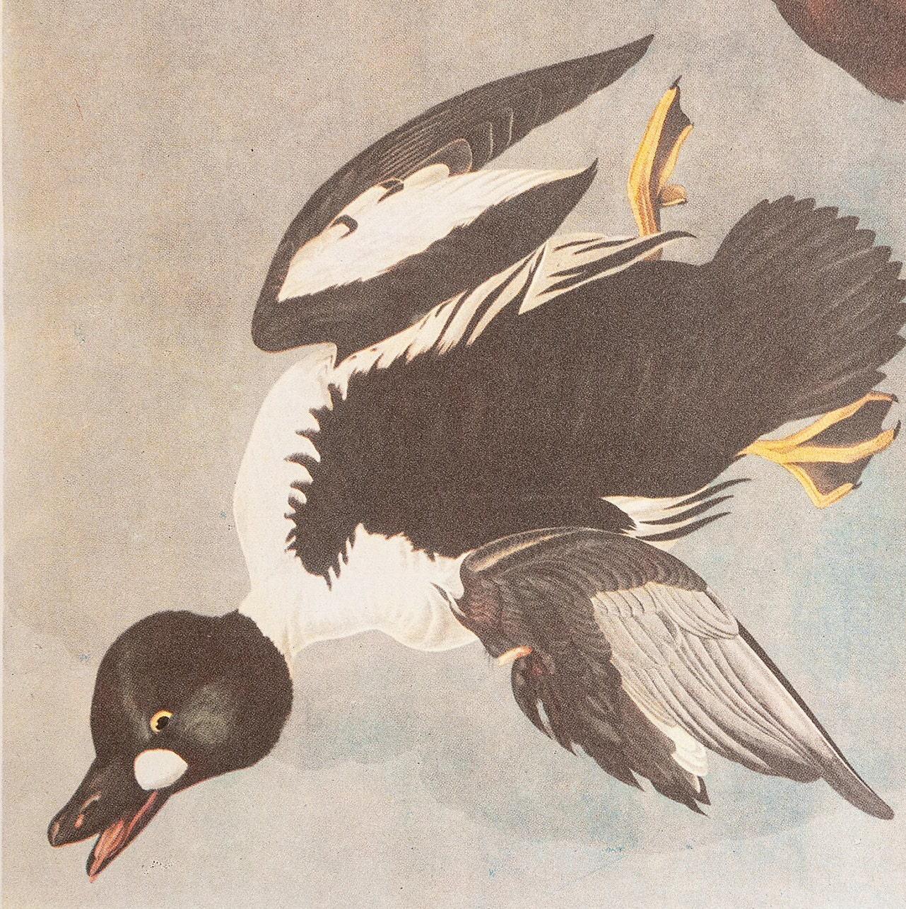 Great Auk Print - Etsy Singapore