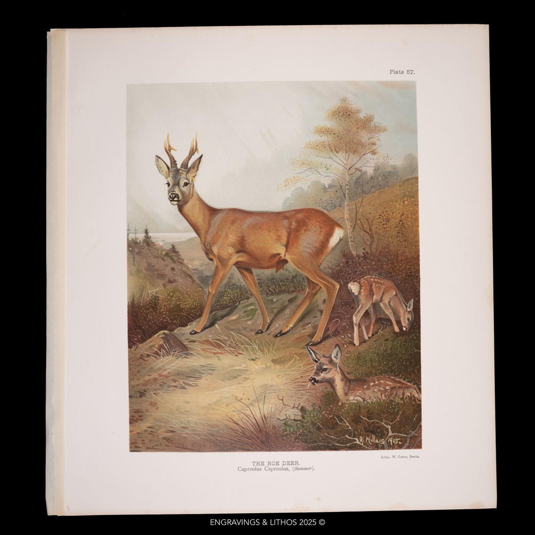 ROE DEER / Authentic Chromolithograph Print "the Mammals of Great ...