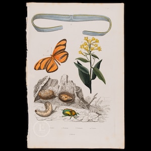May include: An illustration of a butterfly, a beetle, a caterpillar, a cocoon, and a plant with yellow flowers. The illustration is in a vintage style and is printed on a white background.