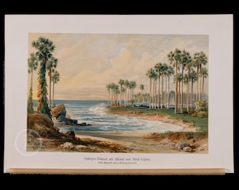 1916 Palmeras Palmira en la playa del norte de Ceilán - Cromolitografía original de un libro de botánica alemán - ¡Escasa!