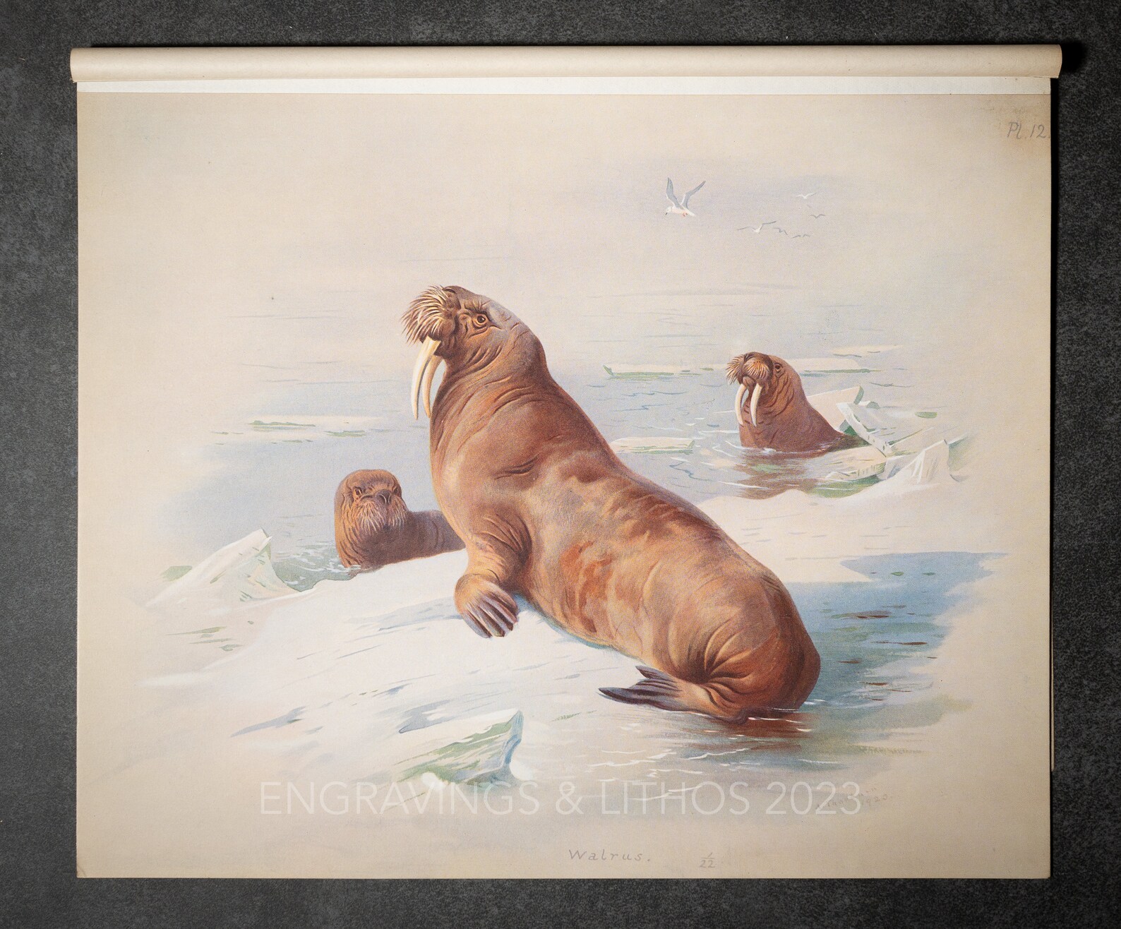 Walrus - Vintage Print From the Book "british Mammals" A. Thornburn ...